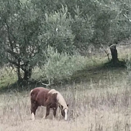 Il Posto Delle Rose 1 * San Polo dei Cavalieri